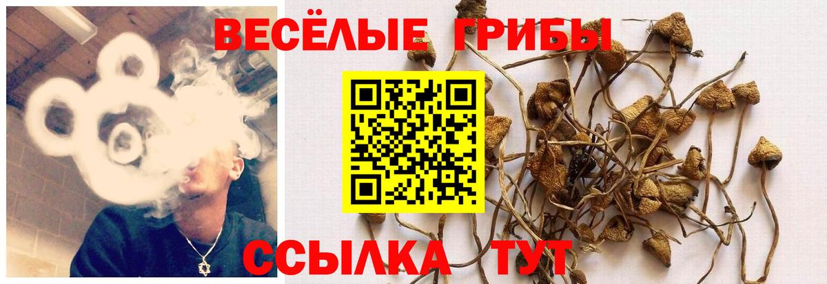 Сосновый Бор  Псилоцибиновые грибы Psilocybe  Вход с VPN 